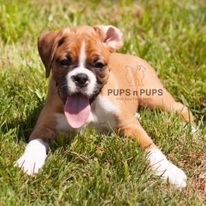 Boxer Puppies For Sale In Delhi NCR
