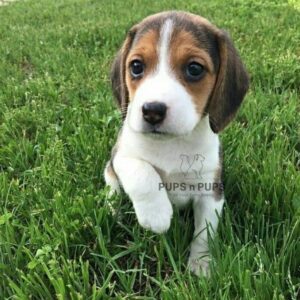 Beagle Puppies For Sale In Delhi NCR