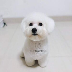 Bichon Frise Puppies For Sale In Delhi NCR
