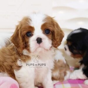 Cavalier King Charles Puppies For Sale In Delhi NCR