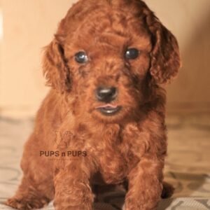 Toy Poodle Puppies For Sale In Delhi NCR