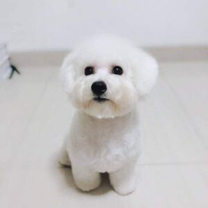 Bichon Frise puppies for sale in Delhi