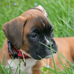 Boxer puppies for sale in Delhi