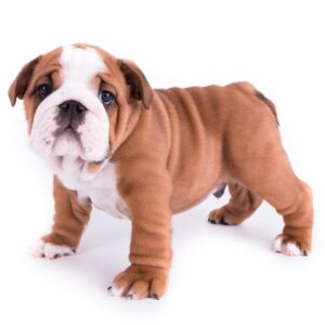 British Bulldog puppies for sale in Delhi