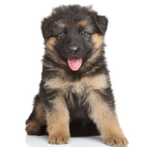 German Shepherd puppies for sale in Delhi