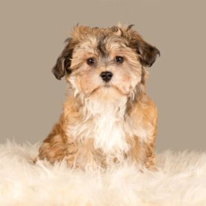 Havanese puppies for sale in Delhi