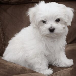 Maltese puppies for sale in Delhi