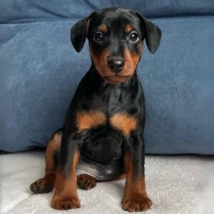 Miniature Pinscher puppies for sale in Delhi