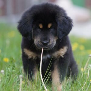 Tibetan Mastiff puppies for sale in Delhi